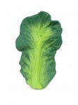 Oli&Carol närimisrõngas Kendall the Kale